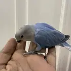 للبيع فروخ روز غر