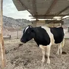 بقر هولندي للبيع