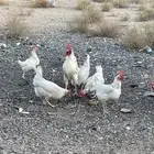 دجاج لوهمان للبيع