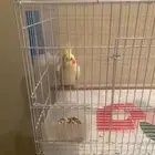 للبيع كروان