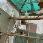 حمام