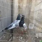 حمام باكستاني