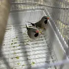 طيور الشيل تيل فنيش