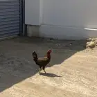 دجاج مهجن باكستاني للبيع