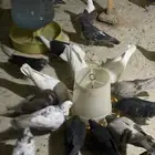 حمام للبيع