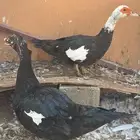 للبيع جوز بط بلدي