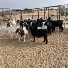 معزا وصغار سن العدد 21 رقم واحد