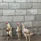 دجاج باكستاني نسب أبو ريتاج