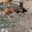 دجاج ماكنتوش