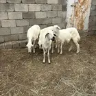 اربع رخال كفو