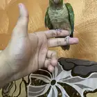فر كنيور سينامون غرر