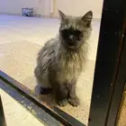 قط شيرازي