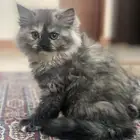 قطط شيرازية للتبني