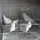 حمام صناعني زوج واربع فرديات