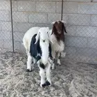 خرفان للبيع