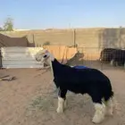 مشروع فحل نجدي فاخر