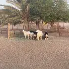 طليان طيبات وعلقه شحم