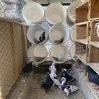 حمام قلابي