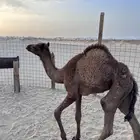 بكره ب2950