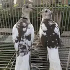 قمري