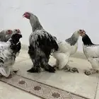ديك واربع دجاجات كولومبي فاخر امهات خوارج