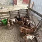 بهم للبيع 18