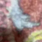 يوجد حوش للمواشي للبيع