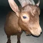 ماعز قزم للبيع