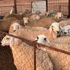 حريات طيبات بلحيل سمان وبره وجرم.