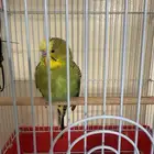 طير بادجي ذكر