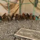 دجاج