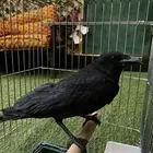 غراب ري ن