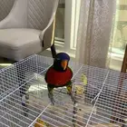 ببغاء لوري