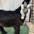 تيس مشروع فحل عارضي