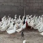 بط بكيني