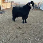 تيس فحل طيب