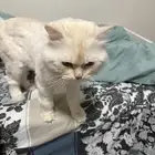 قطط للتبني