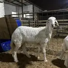 رخال وطليان وتويس وجفار ذبايح للثلاجه صلخ وتوصيل 1350 1250