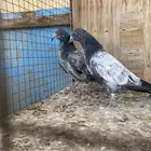 طبات تب التب باكستاني ( تتمم البيييع )