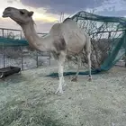 ناقه حايل الموقع جرب