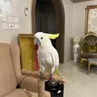 كوكاتو سلفر كرستد