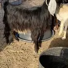 للبيع عنز مضرع تم البيع
