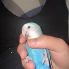 عصفور روز انثى