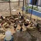 دجاج بلدي بياض للبيع