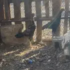 دجاج باكستاني