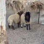 غنم خرفان ذبح فاخر