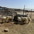 رخال حريات الحد ( 890 ) تم البيع