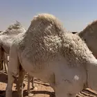قعود شحم كفو و طيب ب الحيل