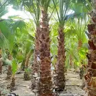 نخل واشنطن زينه ونخيل عربي مثمر للبيع توصيل وزراعه