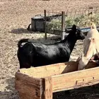 تيوس دهم محايليه